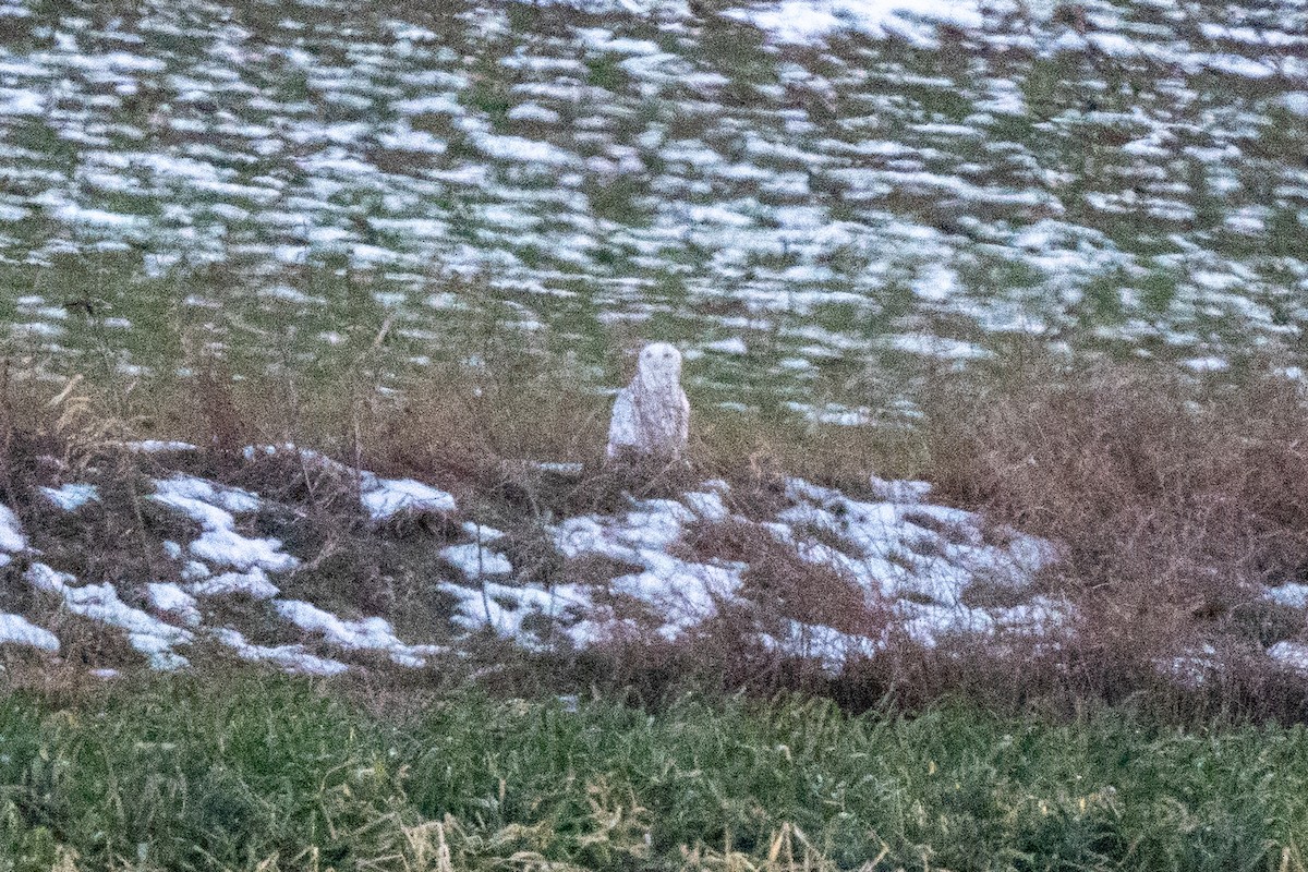 Snowy Owl - ML647104823