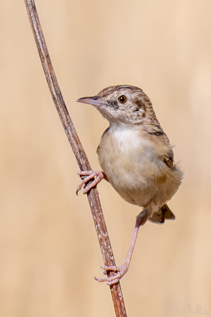 Desert Cisticola - ML647104824