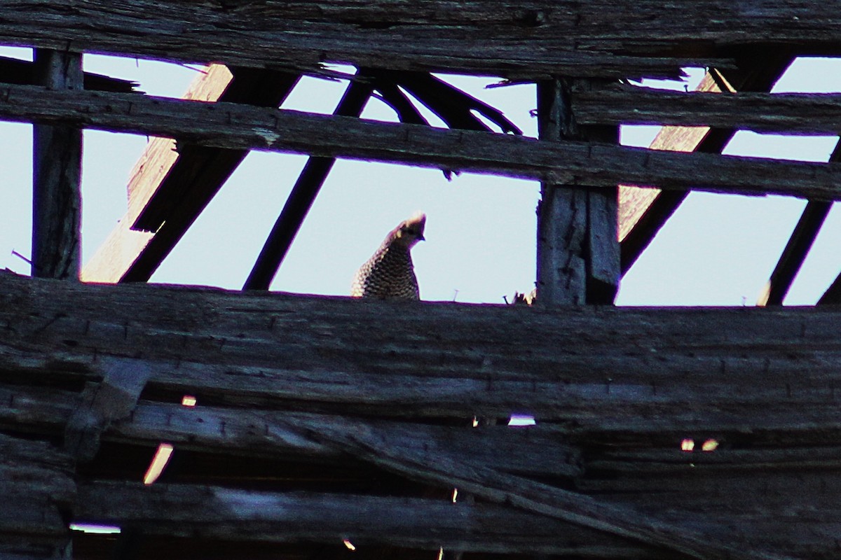 Scaled Quail - ML647104826