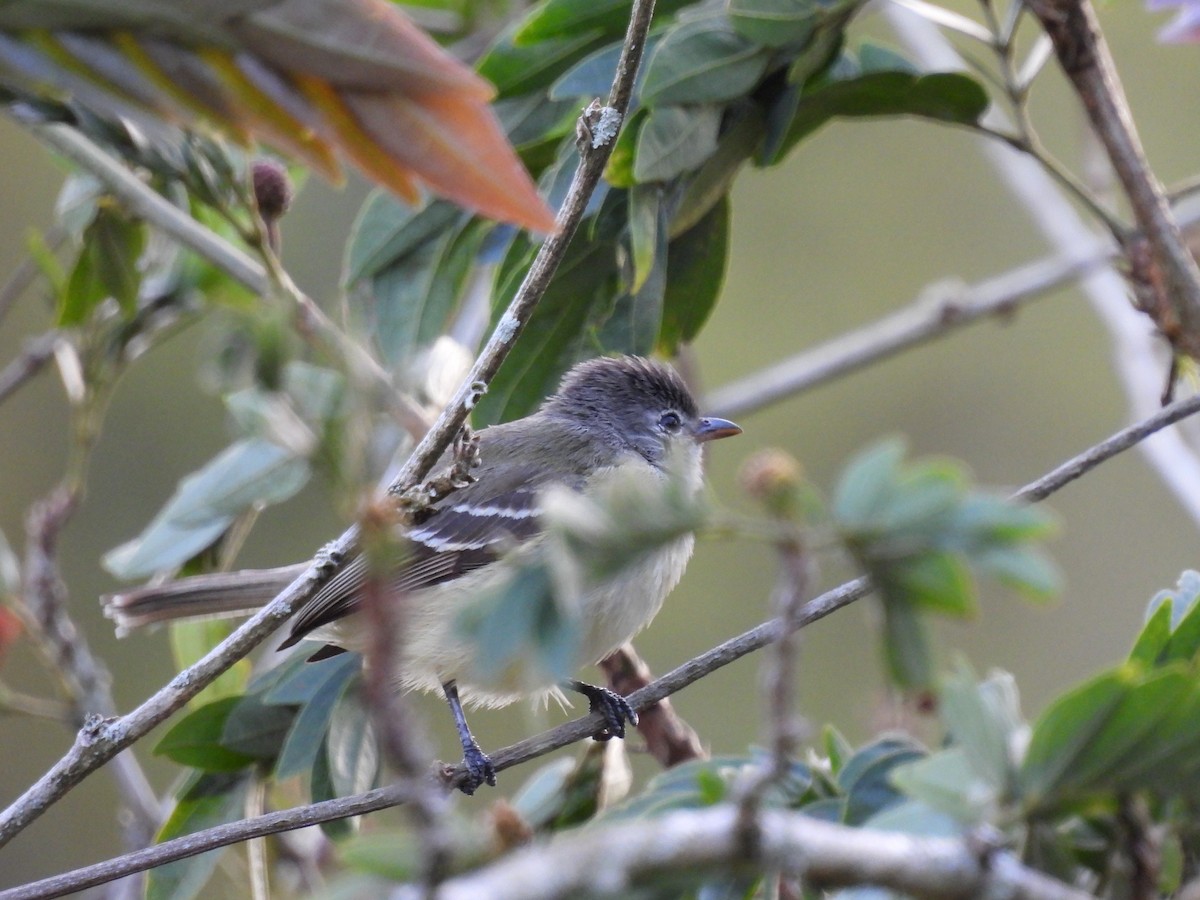 Southern Beardless-Tyrannulet - ML647104832