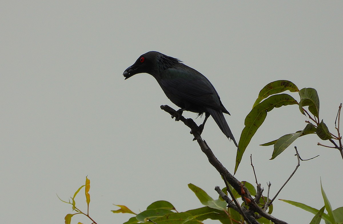 špaček lesklý - ML647104833