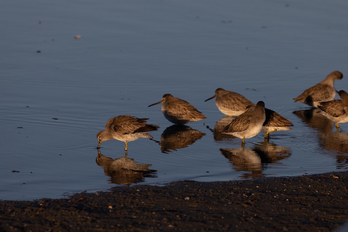 Short-billed Dowitcher - ML647104856
