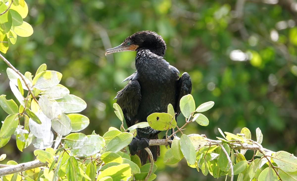 flodskarv - ML647104859