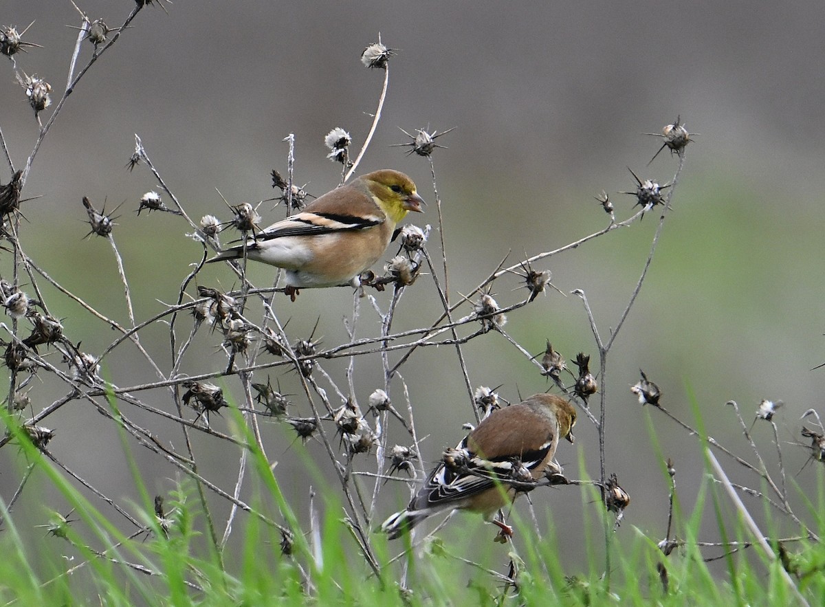 čížek žlutý - ML647104864