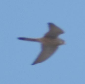 poštolka obecná - ML647104867