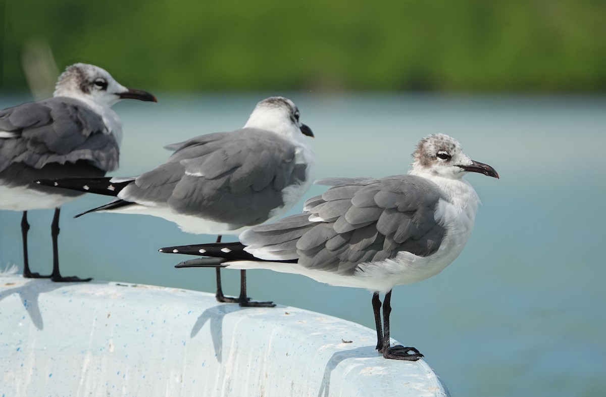 ワライカモメ - ML647104876