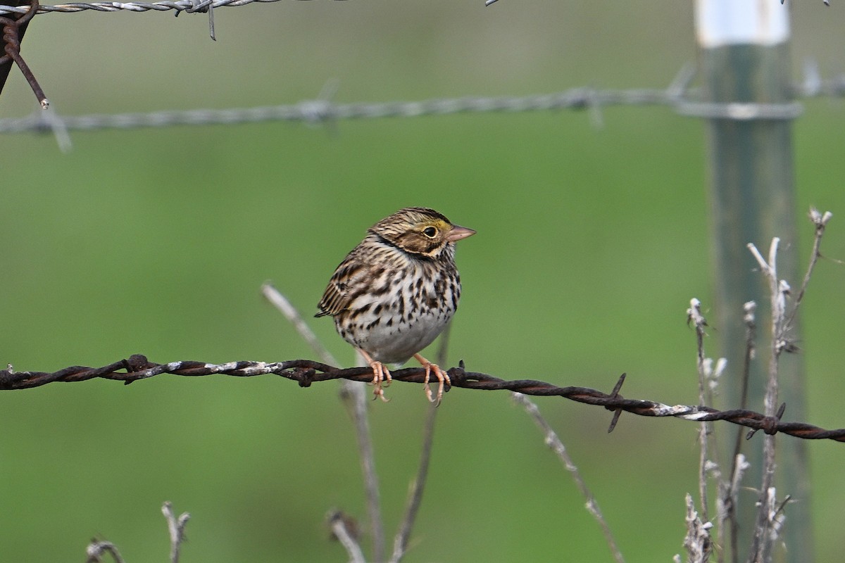 Пасовник савановий - ML647104877