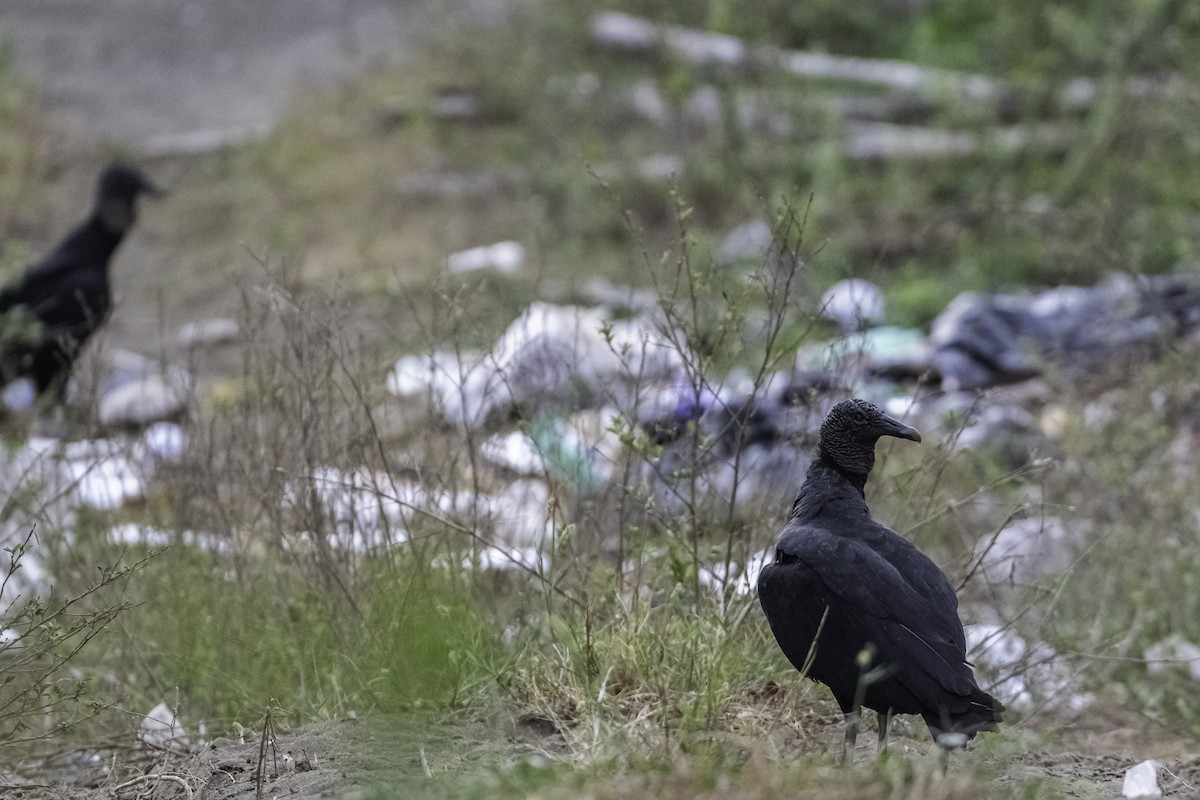 Black Vulture - ML647104879