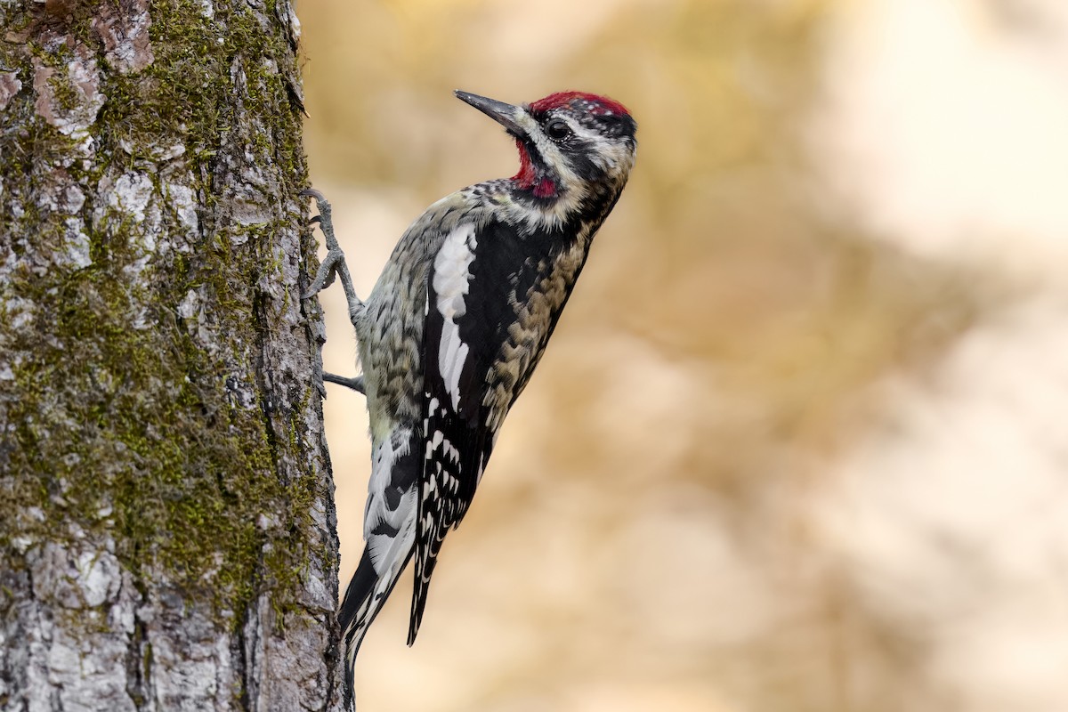 Yellow-bellied Sapsucker - ML647104881