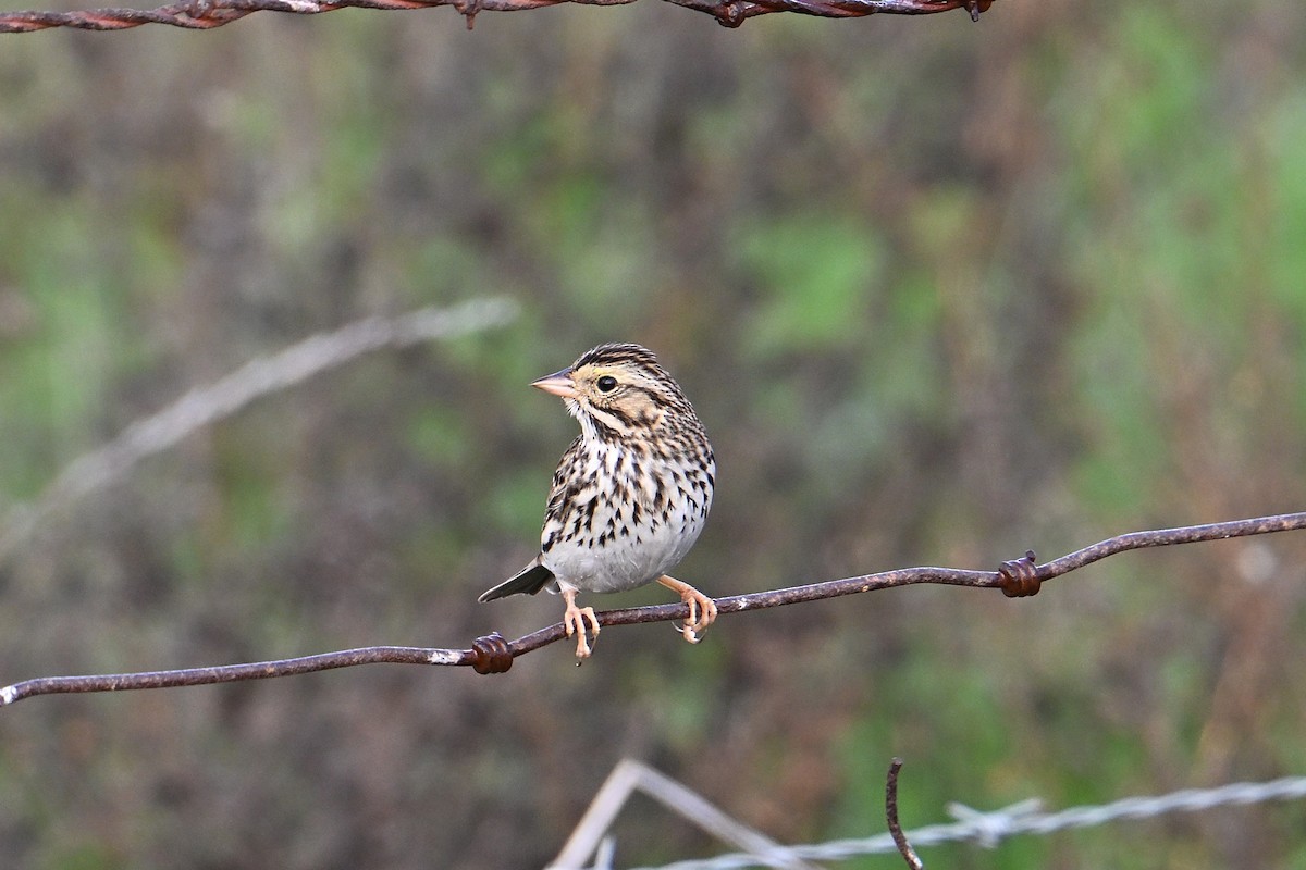 Пасовник савановий - ML647104889