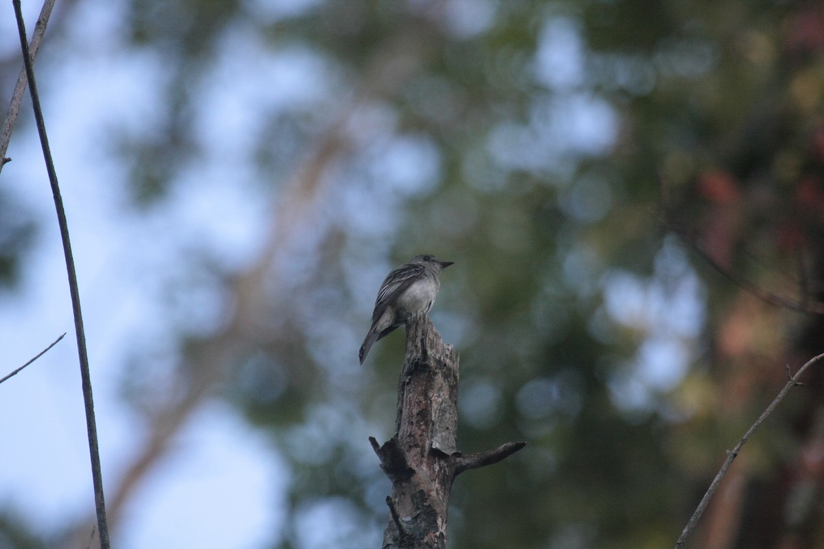 Eastern Wood-Pewee - ML647104892