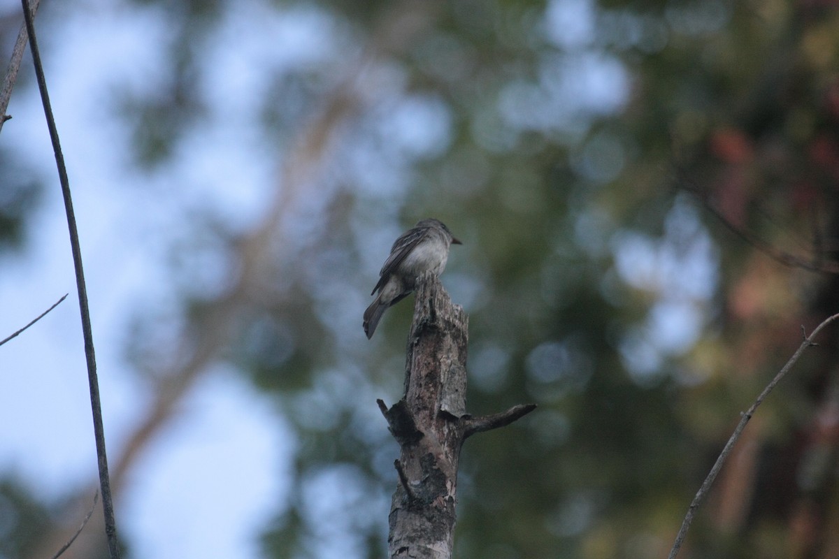 Eastern Wood-Pewee - ML647104893