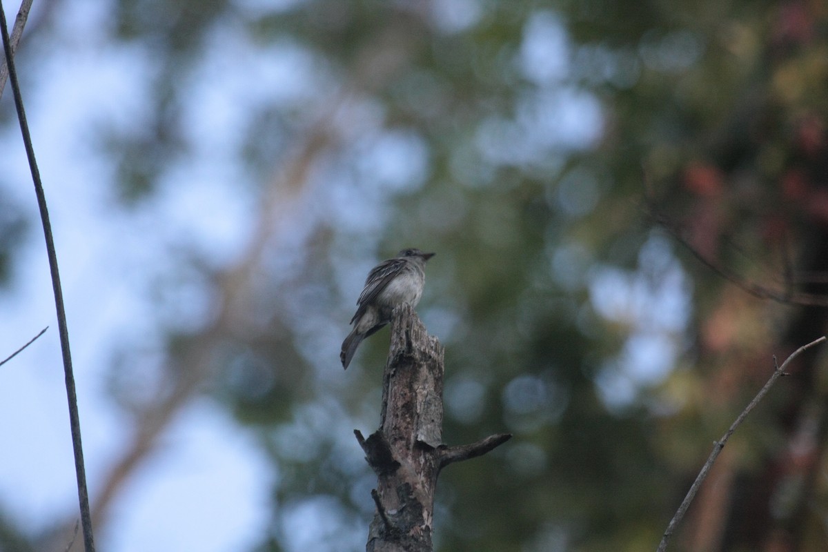 Eastern Wood-Pewee - ML647104894