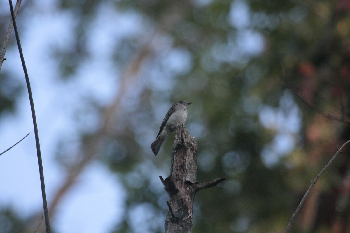 Eastern Wood-Pewee - ML647104895