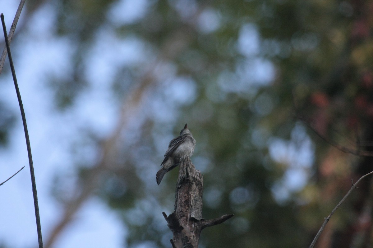 Eastern Wood-Pewee - ML647104896