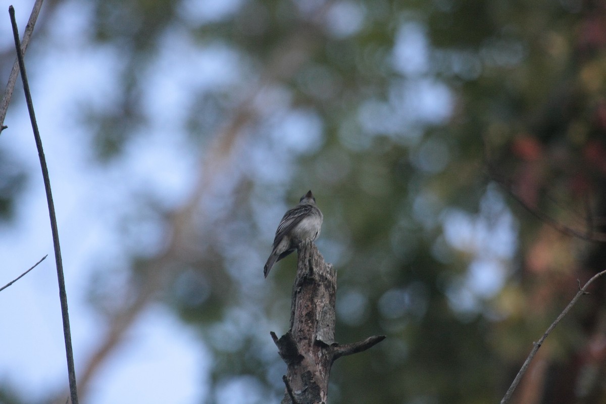 Eastern Wood-Pewee - ML647104898