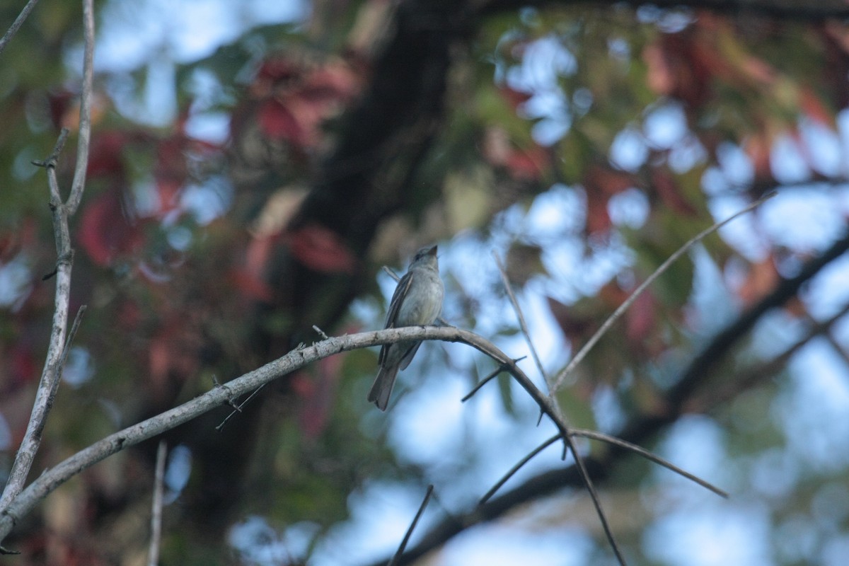 Eastern Wood-Pewee - ML647104900