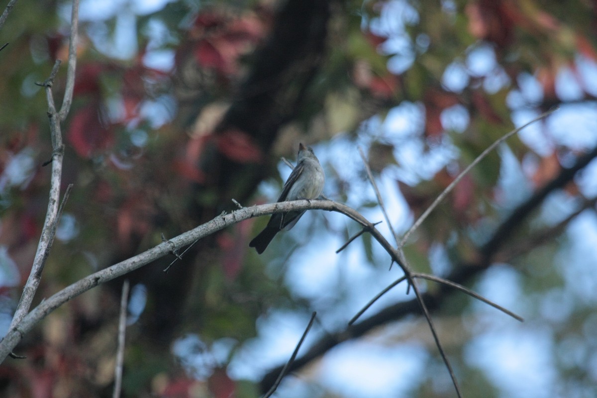 Eastern Wood-Pewee - ML647104901