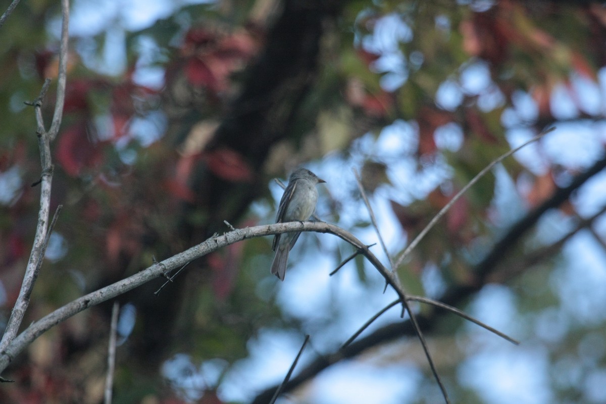 Eastern Wood-Pewee - ML647104902