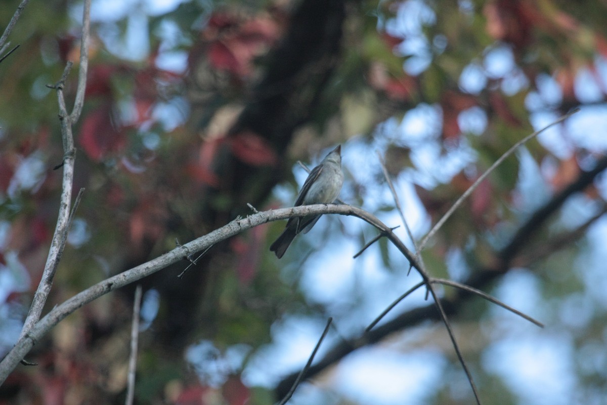 Eastern Wood-Pewee - ML647104903