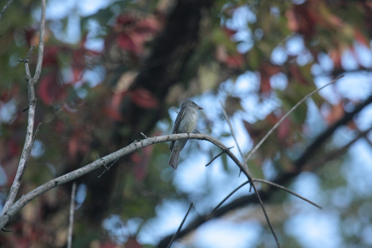 Eastern Wood-Pewee - ML647104904