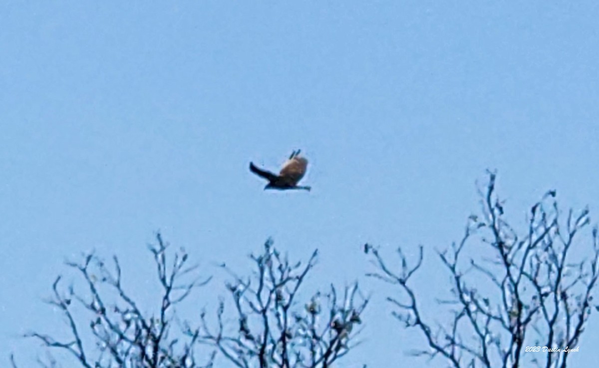 Turkey Vulture - ML647104913