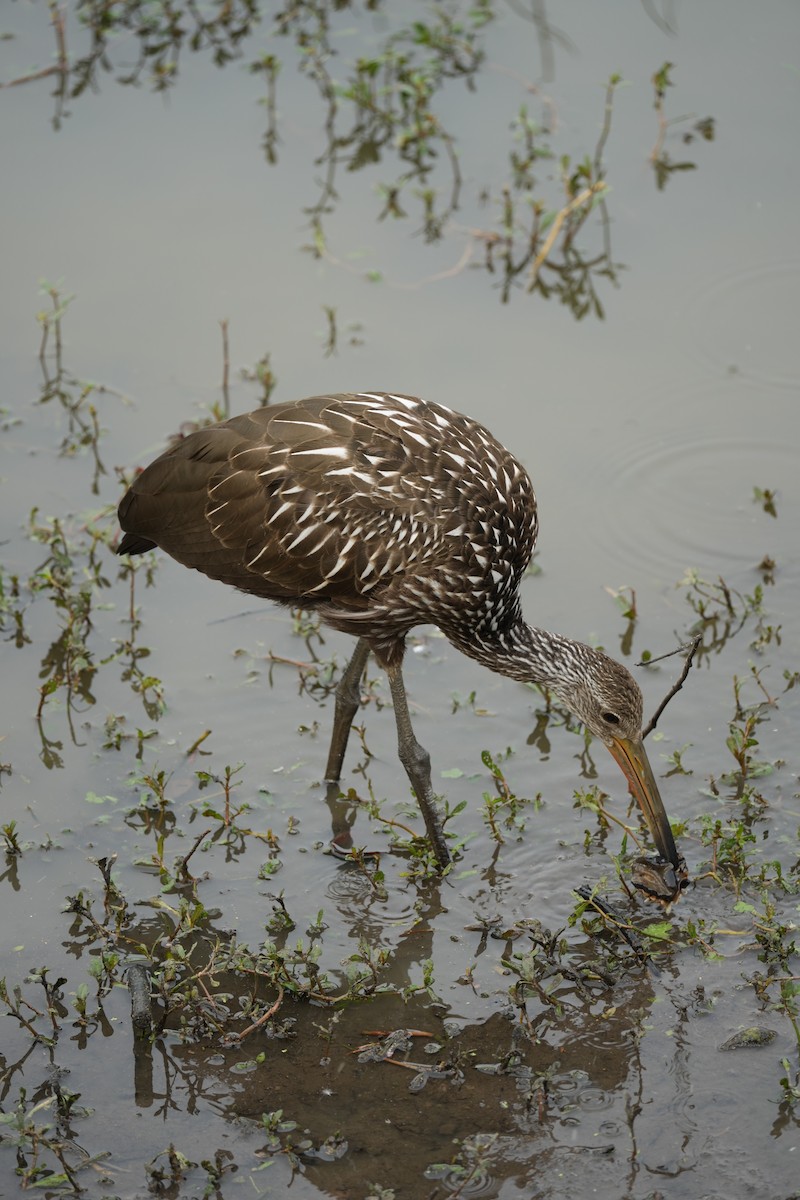 kurlan chřástalovitý - ML647104921