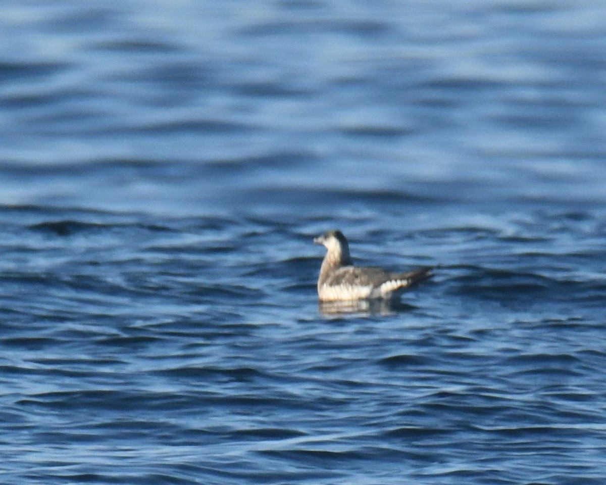 Parasitic Jaeger - ML647104924