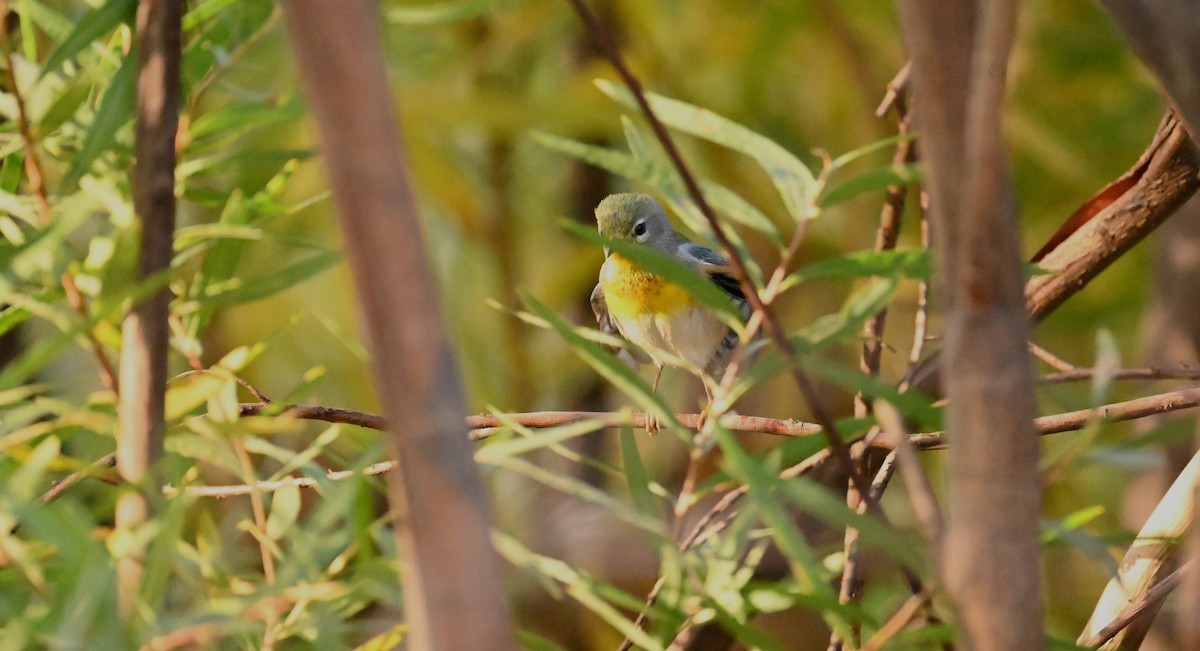 Northern Parula - ML647104925