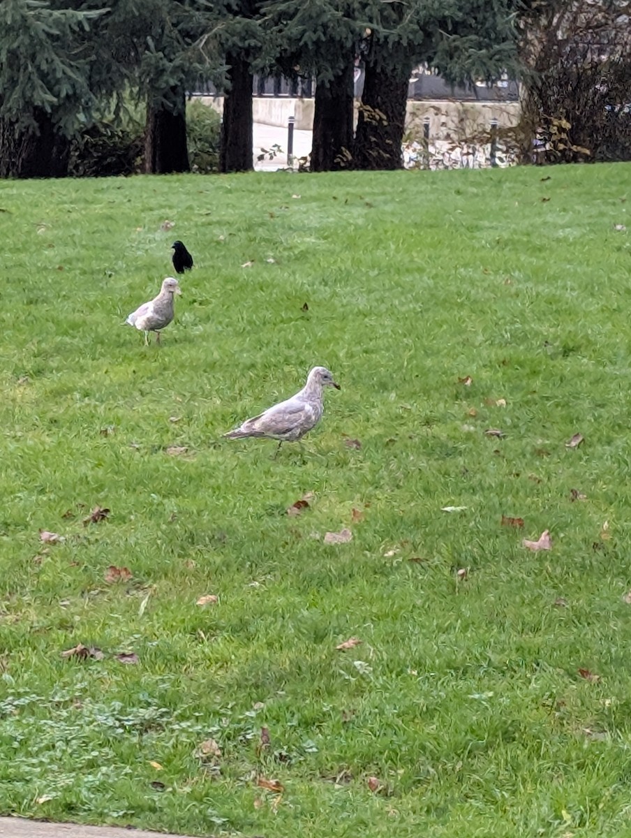 Goéland à ailes grises - ML647104931