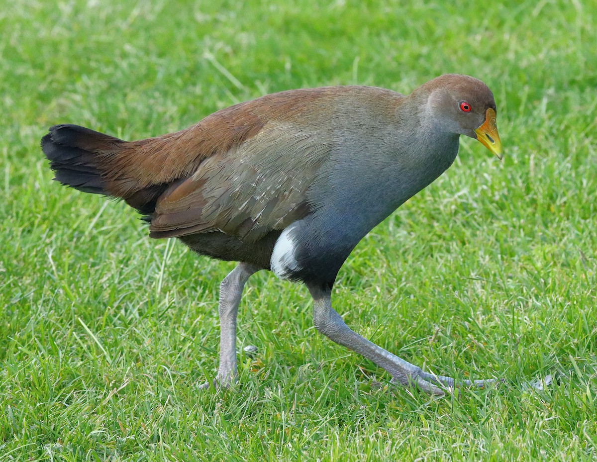 Tasmanian Nativehen - ML647104933