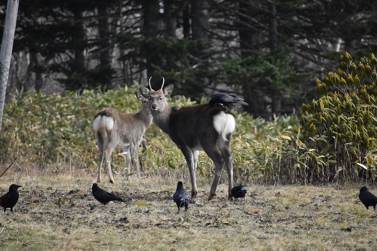 Carrion Crow (Eastern) - ML647104935