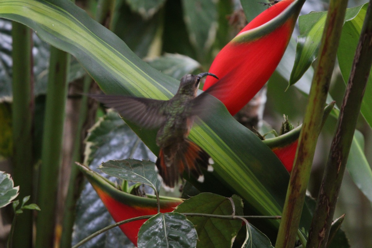 Rufous-breasted Hermit - ML647104936