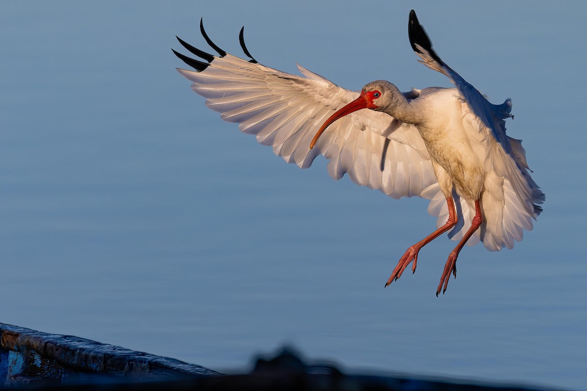 White Ibis - ML647104937