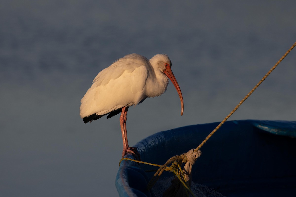 White Ibis - ML647104938