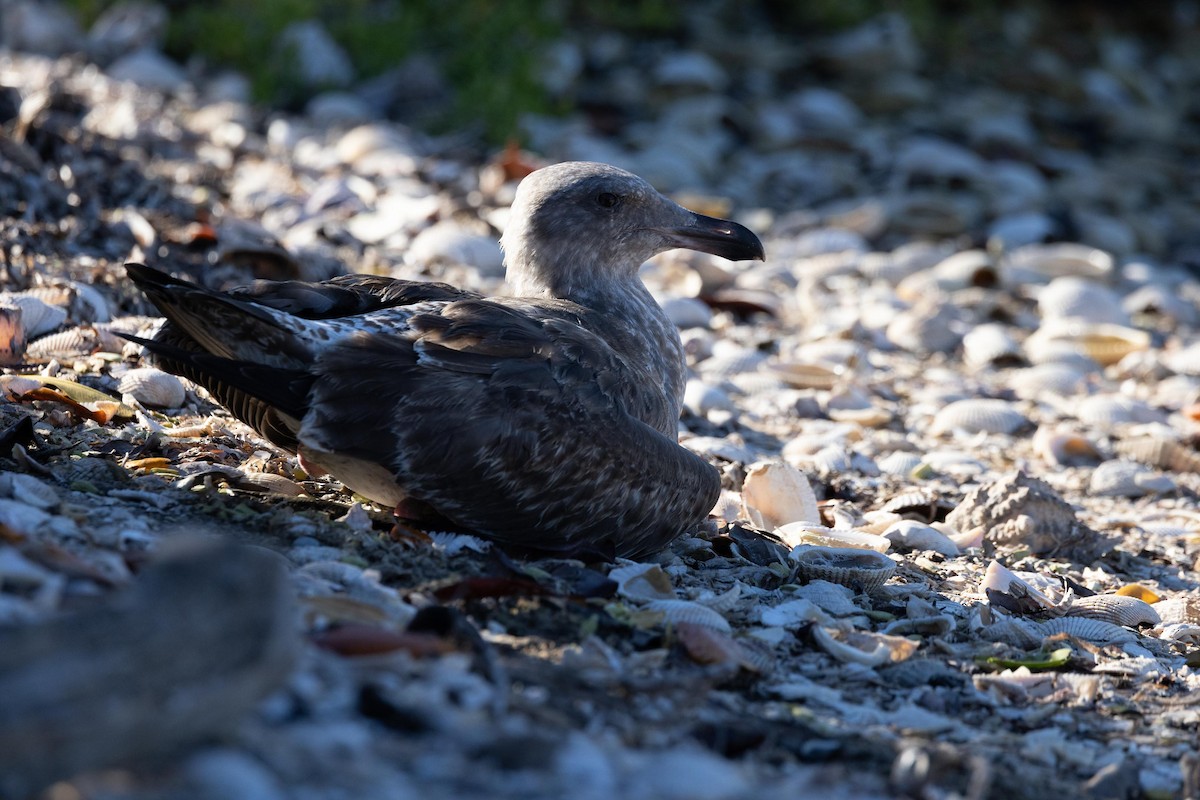 чайка sp. - ML647104951