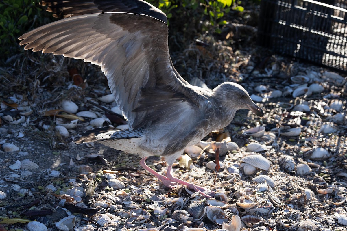 чайка sp. - ML647104952