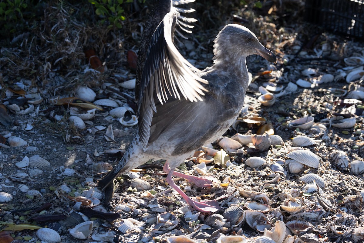 чайка sp. - ML647104953