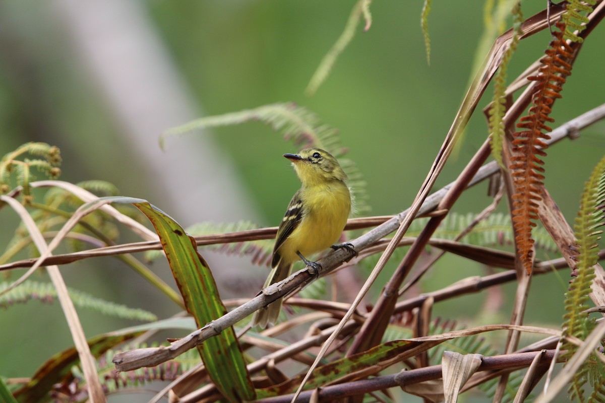 Yellow Tyrannulet - ML647104955