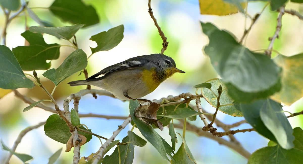 Northern Parula - ML647104966