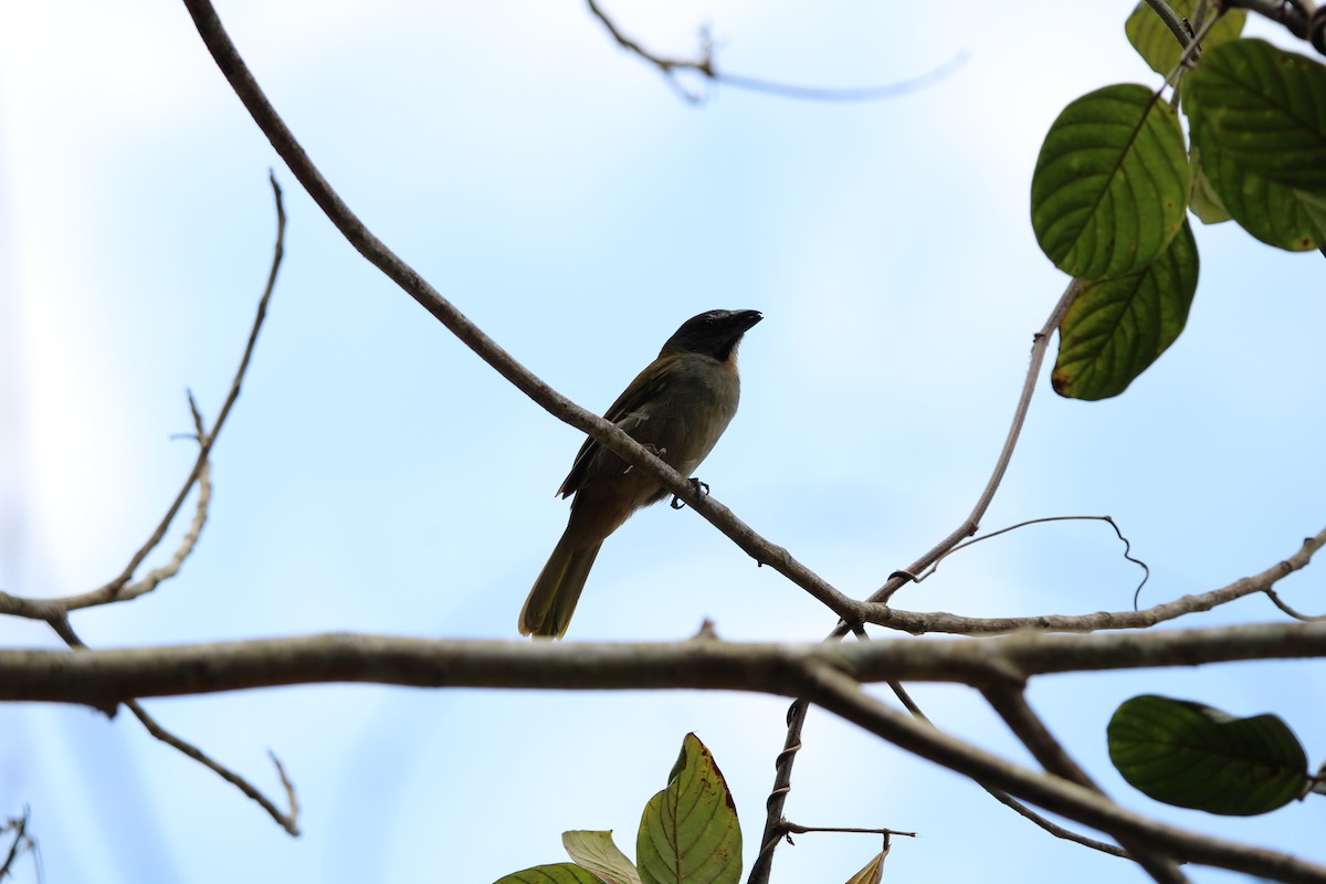 Buff-throated Saltator - ML647104967