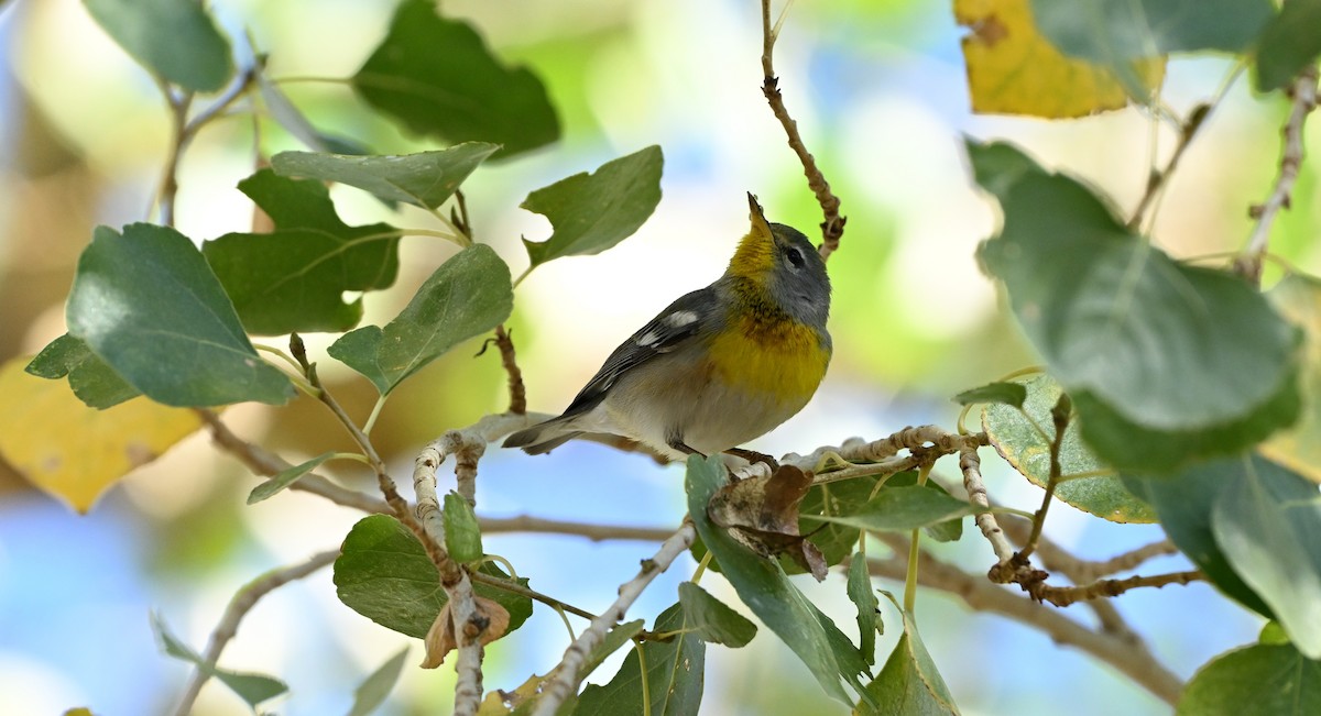 Northern Parula - ML647104974