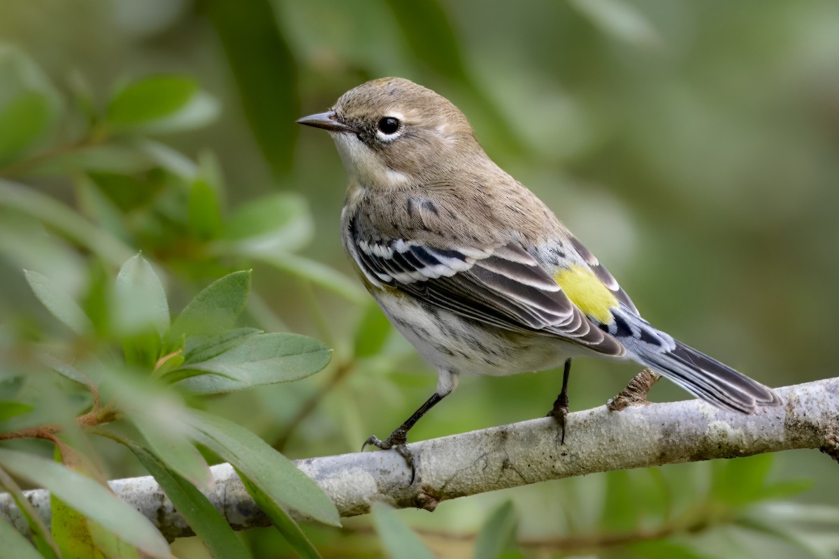 Yellow-rumped Warbler - ML647104976