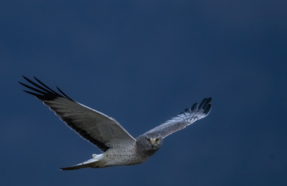 Northern Harrier - ML647104979