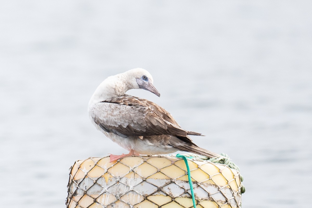 Сула червононога - ML647104980