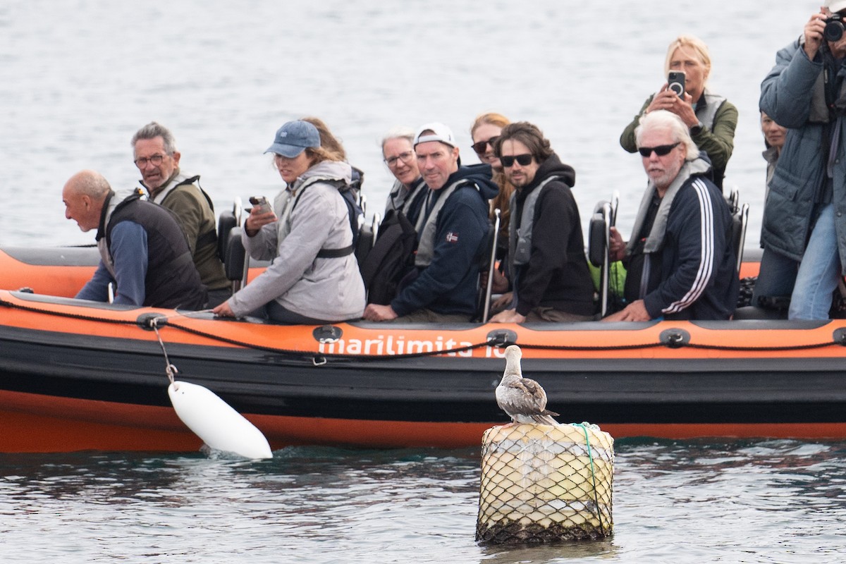 Сула червононога - ML647104981