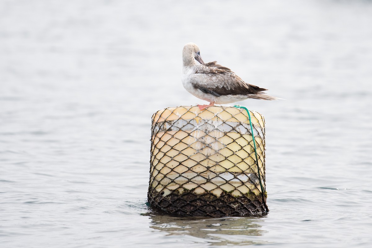 Сула червононога - ML647104982