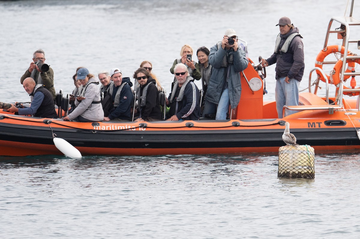 Сула червононога - ML647104983