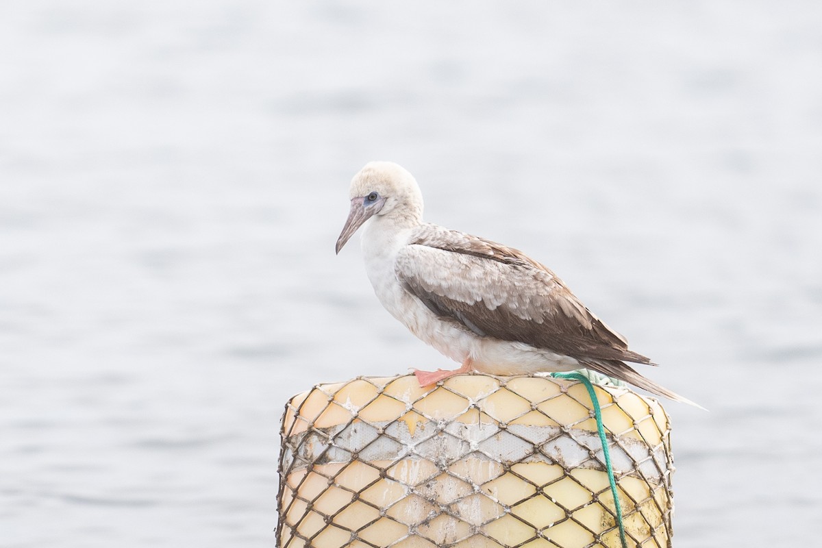 Сула червононога - ML647104985