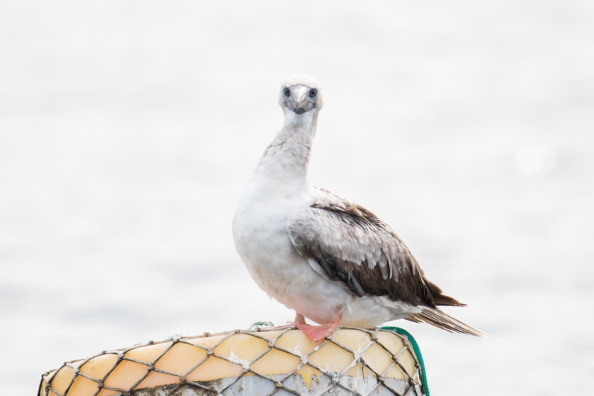 Сула червононога - ML647104986